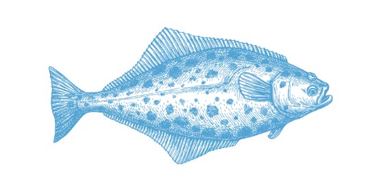 NORWEGIAN Halibut Hippoglosus Hippoglosus