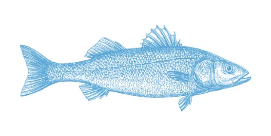 CHILEAN SEA BASS Dissostichus Eleginoides