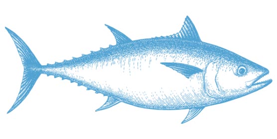 SOUTHERN BLUEFIN TUNA Thunnus Maccoyii